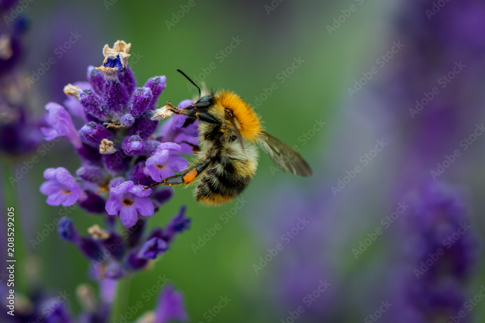Bee collecting pollen from a lavender flower Bee collecting pollen from a lavender flower