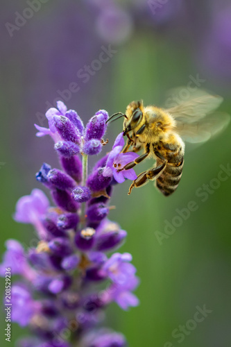 Bee collecting pollen from a lavender flower