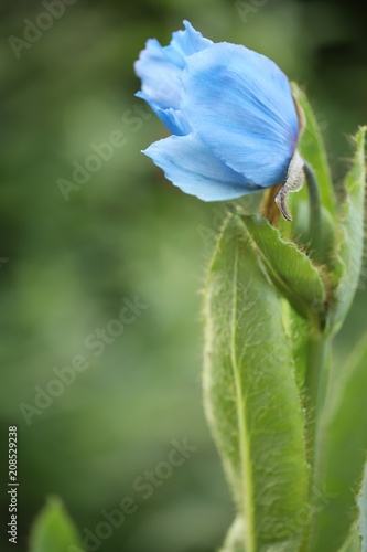 Fototapeta Naklejka Na Ścianę i Meble -  Himalayan blue poppy 