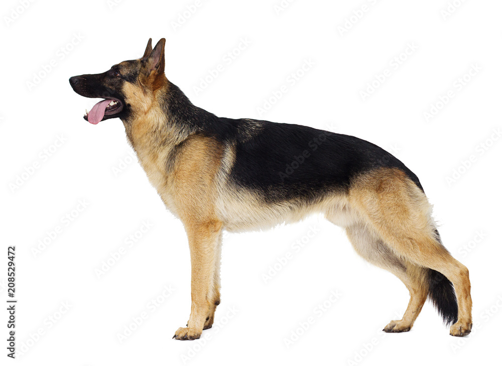 German Shepherd standing sideways in a full-length German Shepherd standing sideways in a full-length