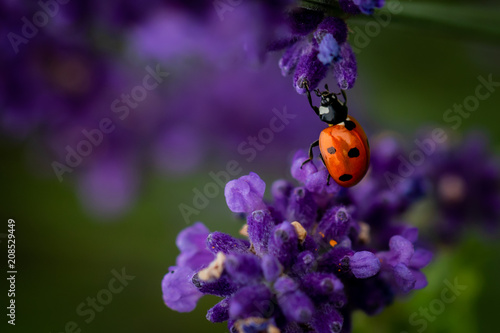 Lady bug on a lavender flower