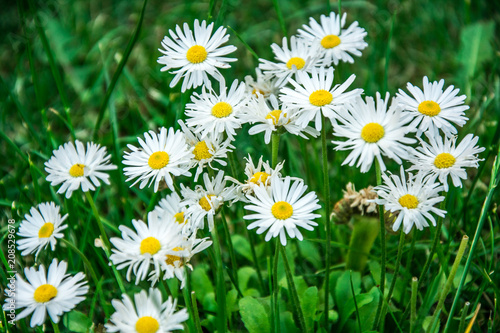Daisy white flowers in green grass, Bellis Perennis