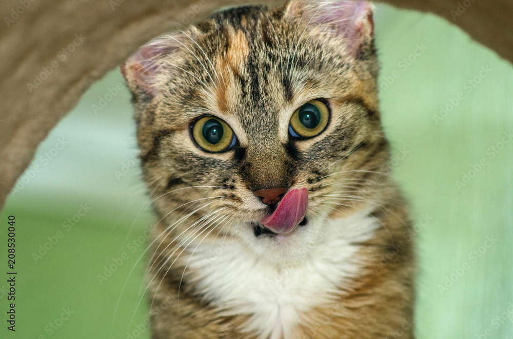 Young cat licking