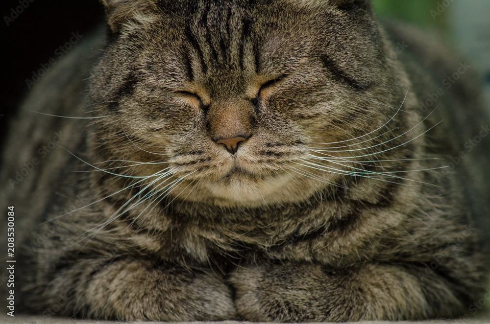 the cat sits shutting his eyes the cat sits shutting his eyes