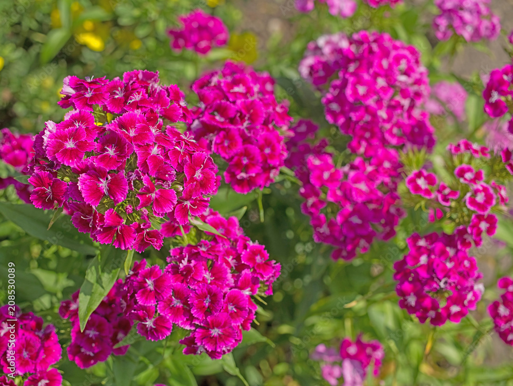 A lot of brightly pink dianthuses are blooming in the summer garden A lot of brightly pink dianthuses are blooming in the summer garden