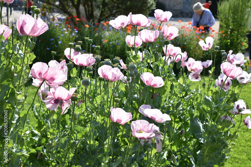 Fototapeta Naklejka Na Ścianę i Meble -  Pavots roses au jardin au printemps