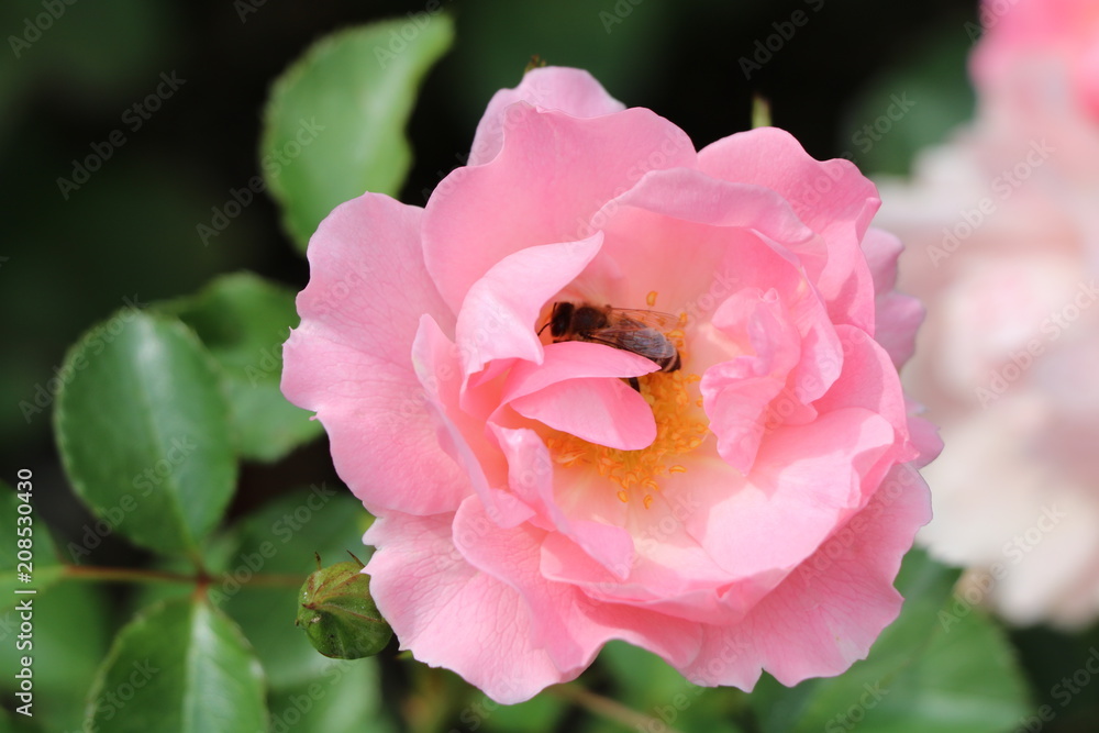 Rose Sommerwind in Pink mit Biene Rose Sommerwind in Pink mit Biene