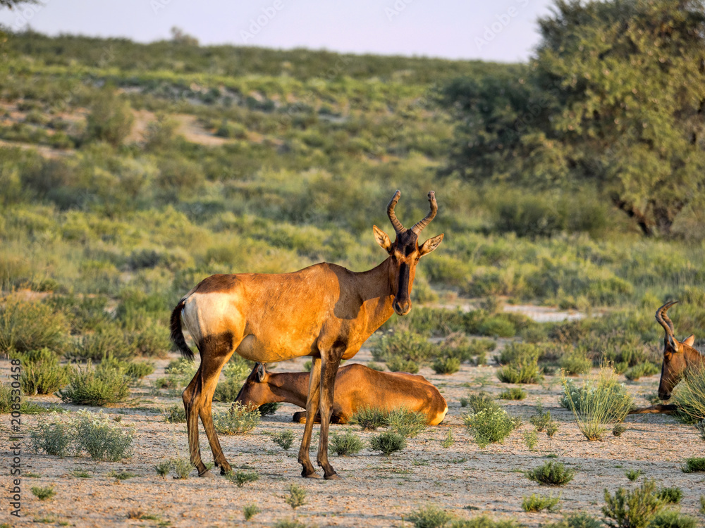 Fototapeta premium Red Hartebeest, Alcelaphus buselaphus caama, in tall grass, Kalahari South Africa