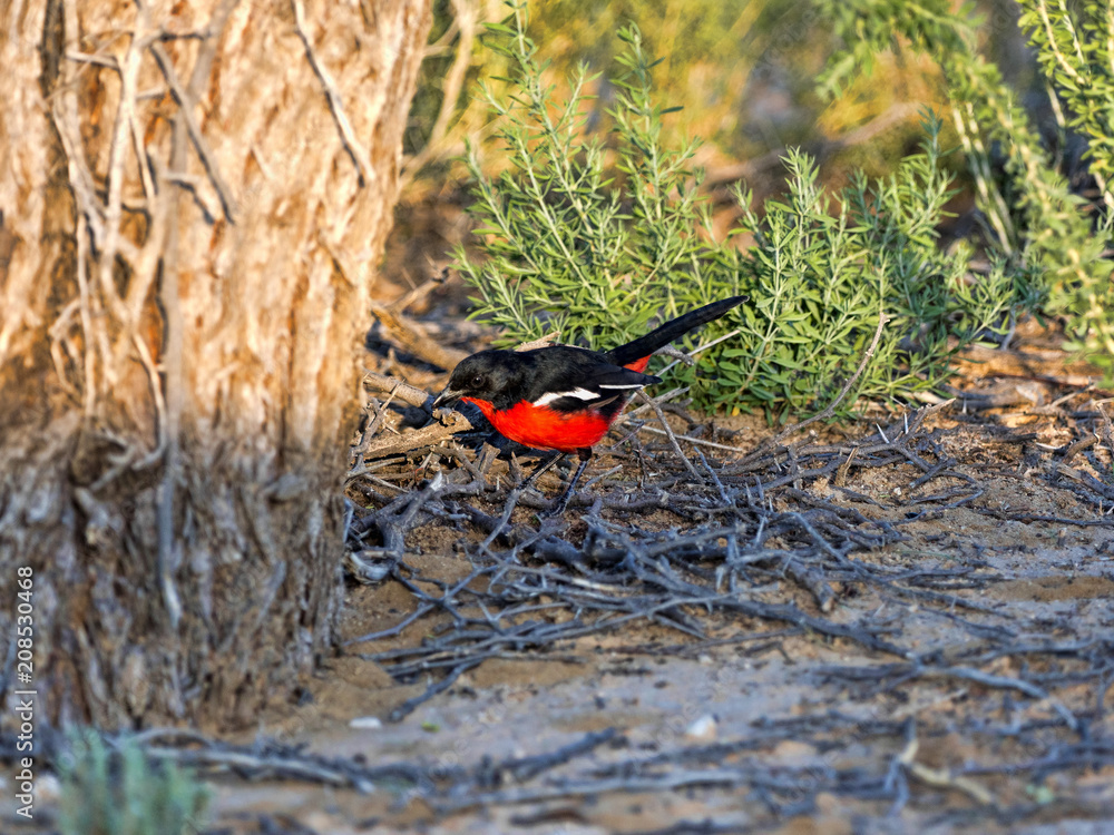 Crimson-breasted Shrike, Laniarius atrococcineus, Kalahari, South Africa Crimson-breasted Shrike, Laniarius atrococcineus, Kalahari, South Africa