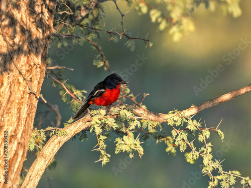 Crimson-breasted Shrike, Laniarius atrococcineus,  Kalahari, South Africa photo