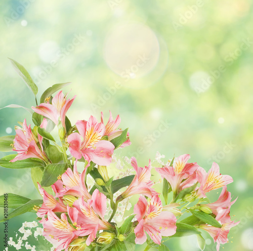 Frame of pink alstroemeria ...