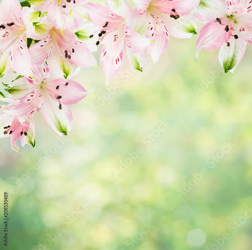 Frame of pink alstroemeria flowers on natural background