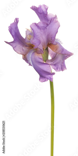 Fototapeta Naklejka Na Ścianę i Meble -  iris flower isolated