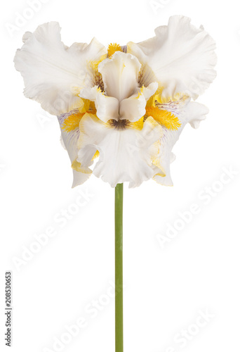 Fototapeta Naklejka Na Ścianę i Meble -  iris flower isolated