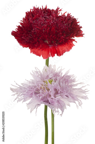 Fototapeta Naklejka Na Ścianę i Meble -  poppy flower isolated