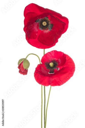 Fototapeta Naklejka Na Ścianę i Meble -  poppy flower isolated