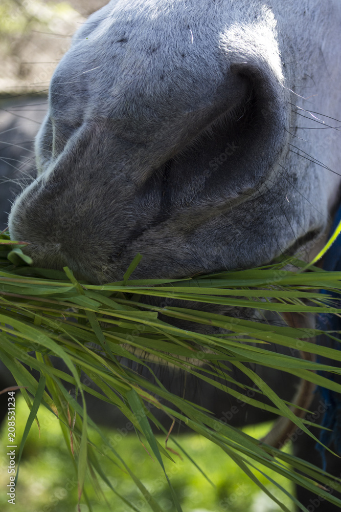 Naklejka premium Horse eats grass