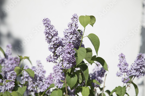 Spring branch of blossoming lilac. Lilac background 
