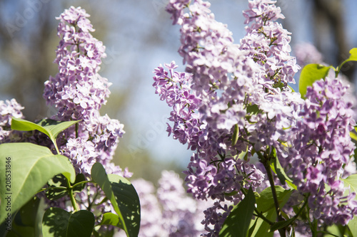 Spring branch of blossoming lilac. Lilac background 