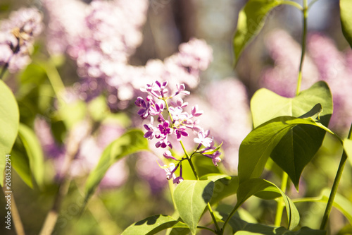 Spring branch of blossoming lilac. Lilac background 