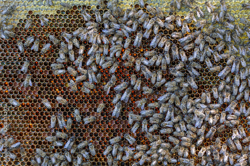 A lot of bees crawl on hexagonal honeycombs filled with fresh honey A lot of bees crawl on hexagonal honeycombs filled with fresh honey