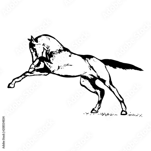 Graphic image of a horse on a white background