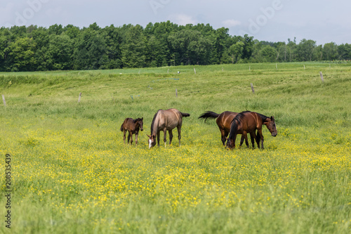 Horses in a field grazing