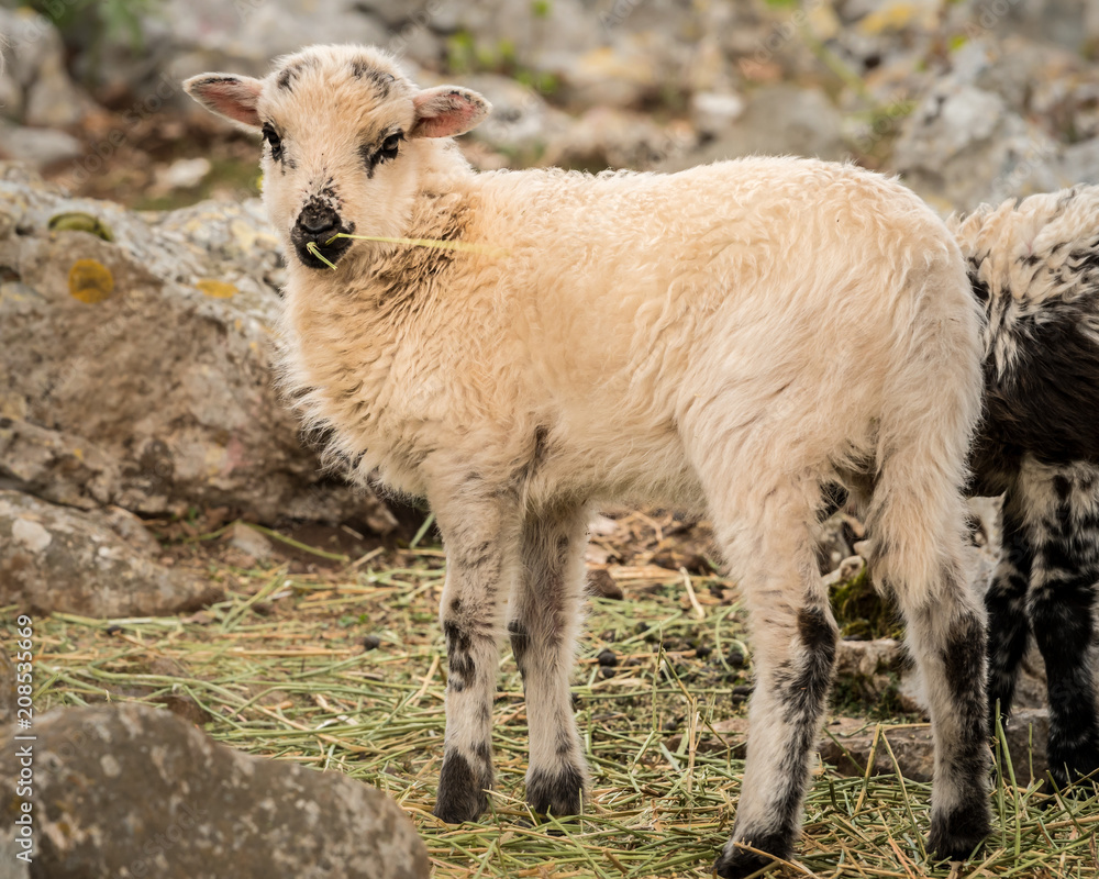 Fototapeta premium Young lamb standing on a stony pasture in Croatia