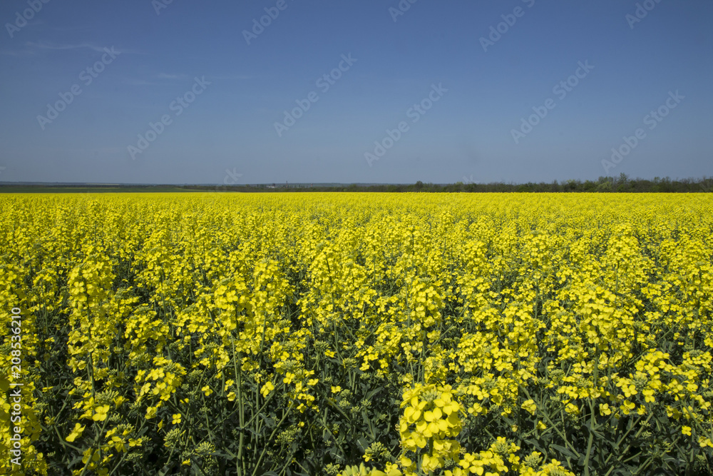 Green energy source. Field of rapeseed. Yellow colza field in bloom. Blue sky