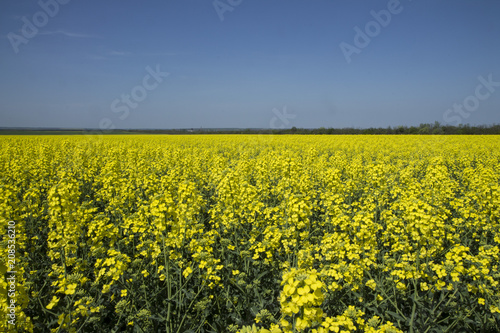 Green energy source. Field of rapeseed. Yellow colza field in bloom. Blue sky