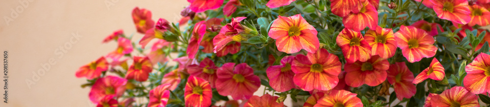 Narrow image of red flowers, can be used for website header or banner Narrow image of red flowers, can be used for website header or banner