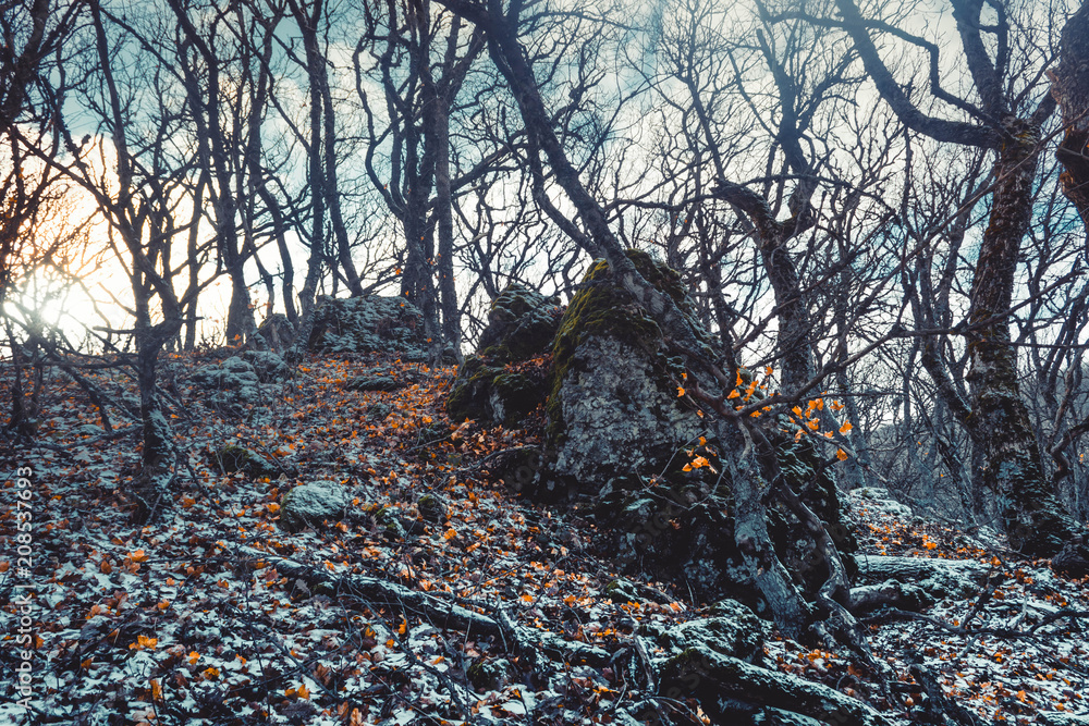 Gloomy Forest Gloomy Forest