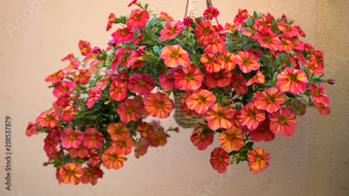 Fototapeta Naklejka Na Ścianę i Meble -  Red flowers
