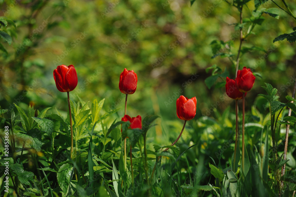 Fototapeta premium Tulips on the flowerbed