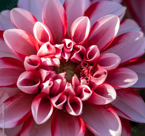 Dahlia  Red   White 