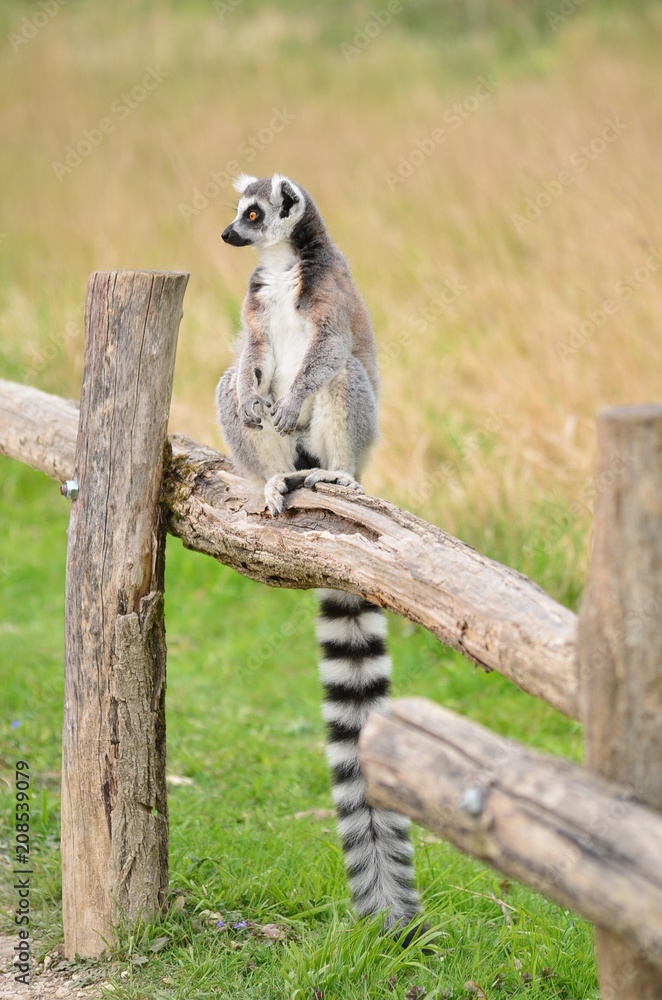 Fototapeta premium lémurien