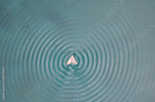 papillon dans l eau