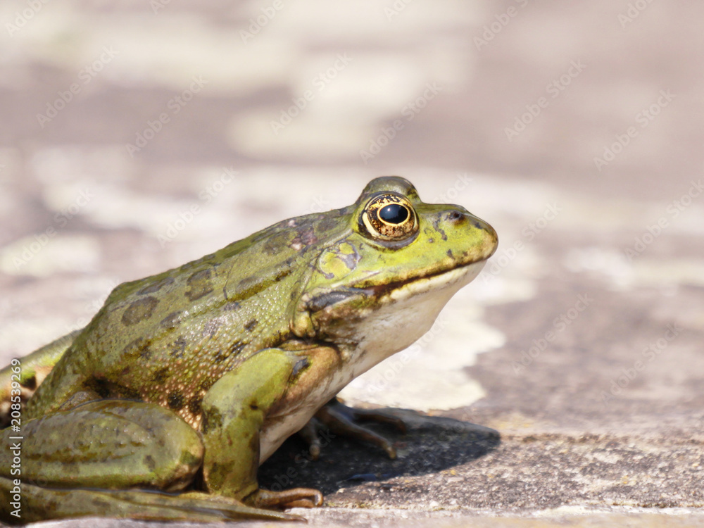 sideview of a pool frog (Rana esculenta) sideview of a pool frog (Rana esculenta)