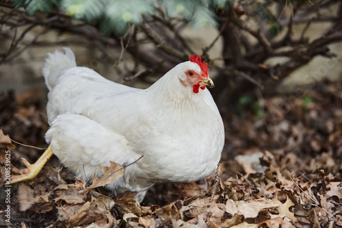 Domestic farm chicken poultry easter eggs village cock cage free