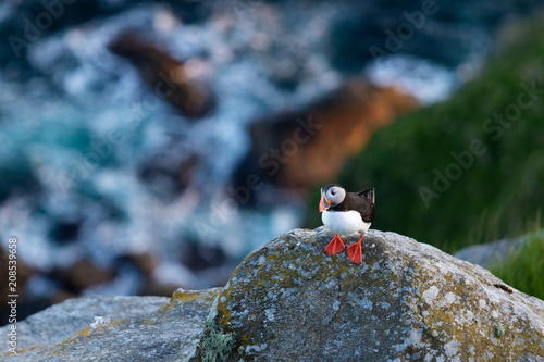 Puffin on cliff