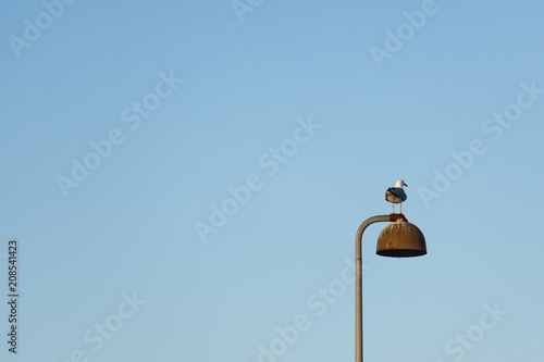 Seagull sitting on top of a lamp post near Svanemoellen harbour and beach in Copenhagen, Denmark. Clear blue sky as a background. Lamp post is filled with bird crap.