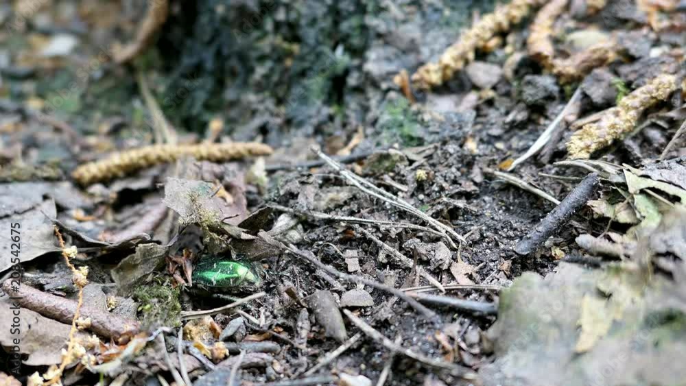 Beetle Rose Chafer Cetonia Aurata Creeps On Bark Of Tree Beetle Rose Chafer Cetonia Aurata Creeps On Bark Of Tree