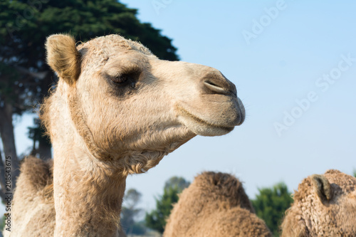 Close up Camel head