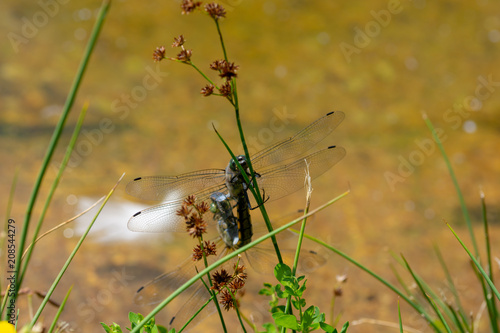 libelle,insekt,natur,gras,sommer © HPG