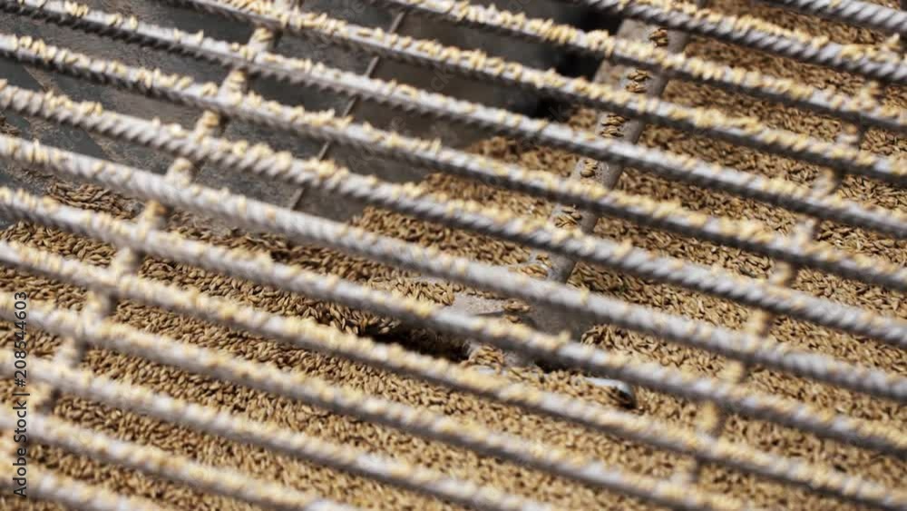 Farm factory processes. Crushed brown grain mills in modern milling machine through metal lattice Farm factory processes. Crushed brown grain mills in modern milling machine through metal lattice