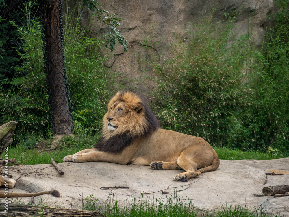 Obraz premium Lion at rest