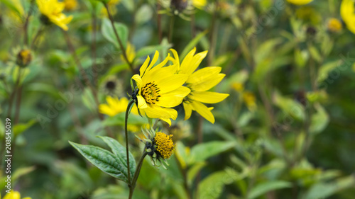 Common Ragwort Senecio jacobaea - beautiful yellow flower closeup macro photo