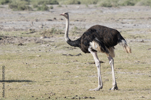 male common ostrich which stands in the dried African savanna in the dry season