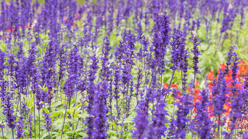 Lavender field, close up of lavdender violet stem.