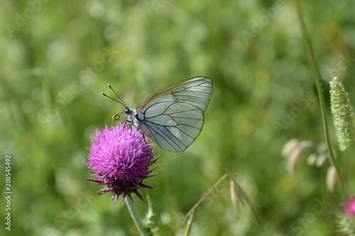 butterfly © Tonino